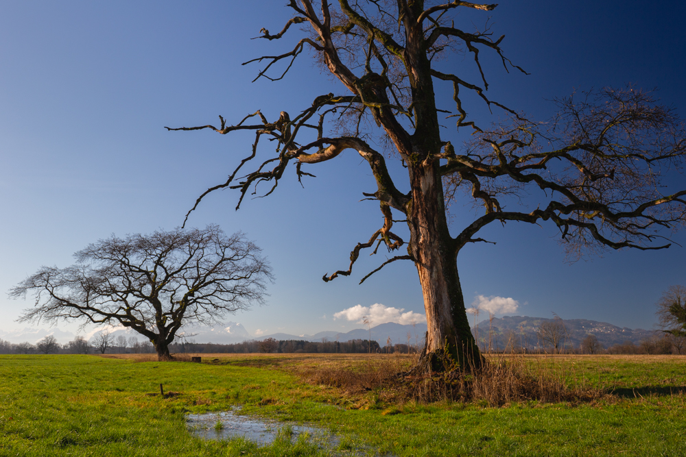 Lauteracherried im Jänner 9